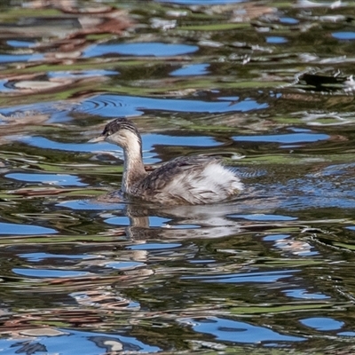 Poliocephalus poliocephalus at Adelaide, SA - 18 Sep 2025 by AlisonMilton