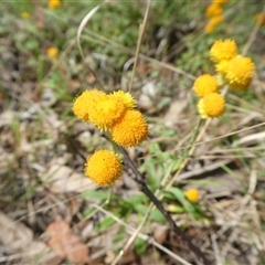 Unverified Plant at Lanitza, NSW - 15 Oct 2025 by Carolina