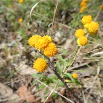Unverified Plant at Lanitza, NSW - 15 Oct 2025 by Carolina