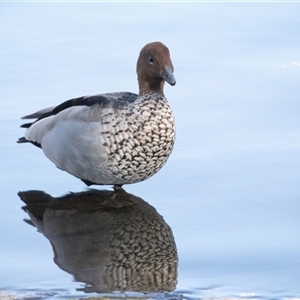 Chenonetta jubata (Australian Wood Duck) at North Adelaide, SA - 18 Sep 2025 by AlisonMilton