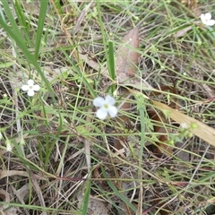 Unverified Other Wildflower or Herb at Lanitza, NSW - 15 Oct 2025 by Carolina
