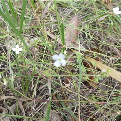 Unverified Other Wildflower or Herb at Lanitza, NSW - 15 Oct 2025 by Carolina