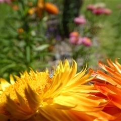 Nysius vinitor (Rutherglen bug) at Lanitza, NSW - 2 Oct 2025 by Carolina