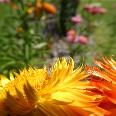 Nysius vinitor (Rutherglen bug) at Lanitza, NSW - 2 Oct 2025 by Carolina