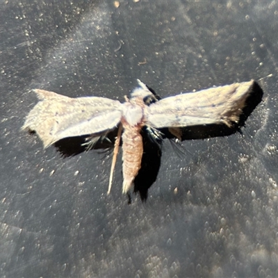 Unverified Moth (Lepidoptera) at Aranda, ACT - 18 Oct 2025 by KMcCue