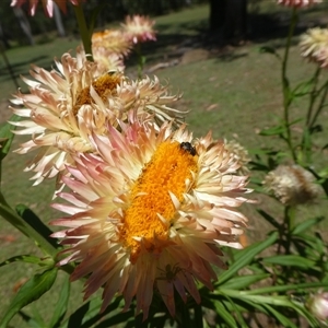 Apis mellifera at Lanitza, NSW - 2 Oct 2025 by Carolina