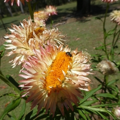 Apis mellifera at Lanitza, NSW - 2 Oct 2025 by Carolina