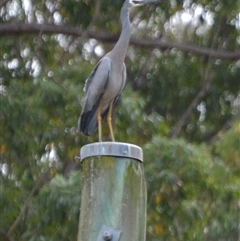 Egretta novaehollandiae at Wells Crossing, NSW - 6 Sep 2022 by Carolina