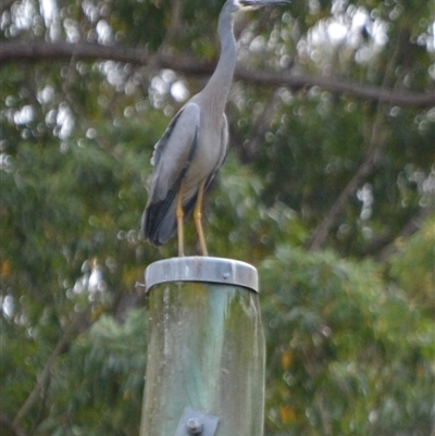 Egretta novaehollandiae at Wells Crossing, NSW - 6 Sep 2022 by Carolina