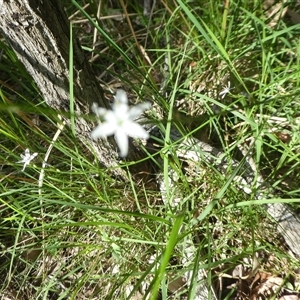Unverified Other Wildflower or Herb at Lanitza, NSW - 16 Oct 2025 by Carolina