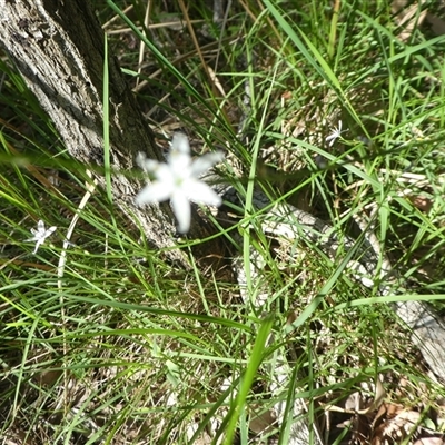 Unverified Other Wildflower or Herb at Lanitza, NSW - 16 Oct 2025 by Carolina