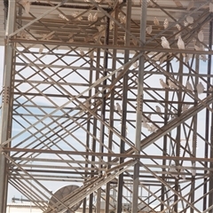 Cacatua sanguinea at Marree, SA - 26 Sep 2025 by AlisonMilton