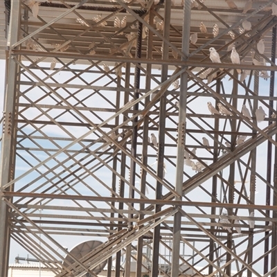 Cacatua sanguinea at Marree, SA - 26 Sep 2025 by AlisonMilton