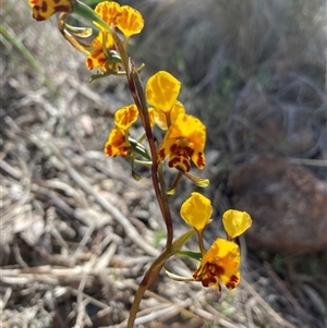 Diuris semilunulata (Late Leopard Orchid) at Kambah, ACT - Today by Youspy