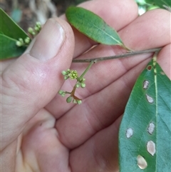 Cryptocarya rigida at Pappinbarra, NSW - 19 Oct 2025 by jonvanbeest