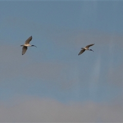 Threskiornis molucca (Australian White Ibis) at Virginia, SA - 23 Sep 2025 by AlisonMilton