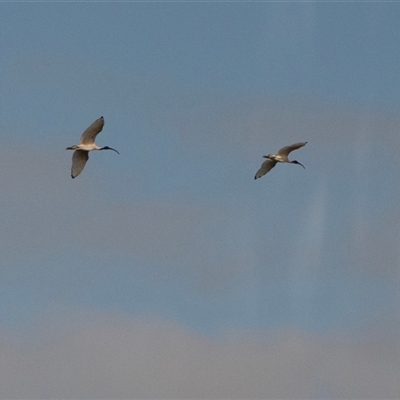 Threskiornis molucca (Australian White Ibis) at Virginia, SA - 23 Sep 2025 by AlisonMilton