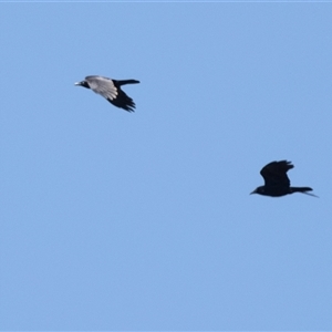 Corvus coronoides at Bungaree, SA - 23 Sep 2025 by AlisonMilton