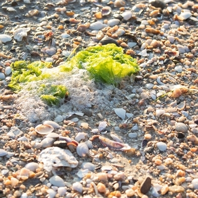 Unverified Marine Alga & Seaweed at American River, SA - 18 Sep 2025 by AlisonMilton