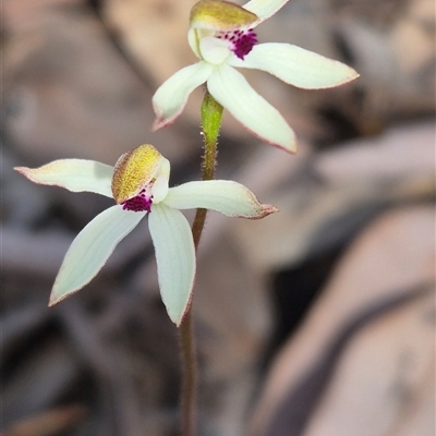 Caladenia cucullata (Lemon Caps) at Manton, NSW - 18 Oct 2025 by Philip