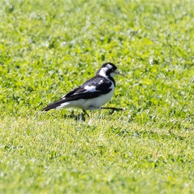 Grallina cyanoleuca (Magpie-lark) at Bungaree, SA - 23 Sep 2025 by AlisonMilton