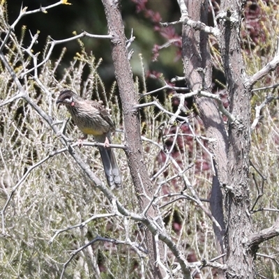 Anthochaera carunculata at Bungaree, SA - 23 Sep 2025 by AlisonMilton