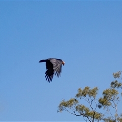 Corvus coronoides at Bungaree, SA - 23 Sep 2025 by AlisonMilton