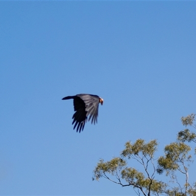 Corvus coronoides at Bungaree, SA - 23 Sep 2025 by AlisonMilton