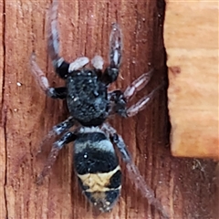Apricia jovialis (Jovial jumping spider) by Treewitched