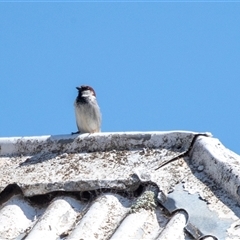Passer domesticus at Bungaree, SA - 23 Sep 2025 by AlisonMilton