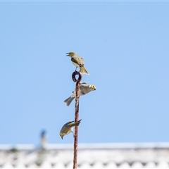Ptilotula penicillata at Bungaree, SA - 23 Sep 2025 by AlisonMilton