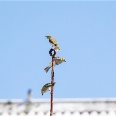 Ptilotula penicillata at Bungaree, SA - 23 Sep 2025 by AlisonMilton