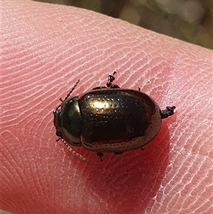 Chrysolina quadrigemina (Greater St Johns Wort beetle) at Yarralumla, ACT - Today by jmcleod