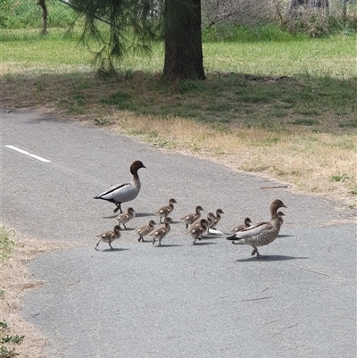 Chenonetta jubata (Australian Wood Duck) at Holder, ACT - 19 Oct 2025 by jmcleod