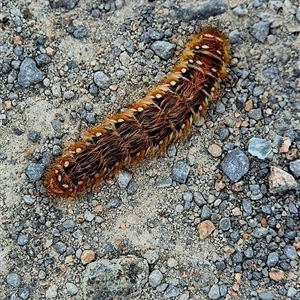 Pterolocera amplicornis at Cranbourne, VIC - Today by Nettie