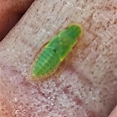 Ledrinae (subfamily) (A Flat-headed Leafhopper) at Yarralumla, ACT - 16 Oct 2025 by galah681