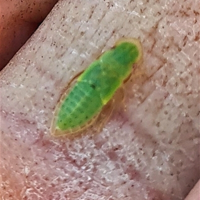 Ledrinae (subfamily) (A Flat-headed Leafhopper) at Yarralumla, ACT - 16 Oct 2025 by galah681