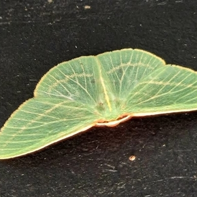 Chlorocoma carenaria (Veined Emerald) at Pearcedale, VIC - 19 Oct 2025 by Nettie