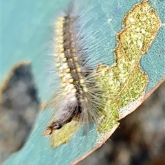 Uraba lugens (Gumleaf Skeletonizer) at Yarralumla, ACT - 2 Oct 2025 by galah681
