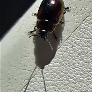 Unverified Beetle (Coleoptera) at Yarralumla, ACT - 16 Oct 2025 by galah681