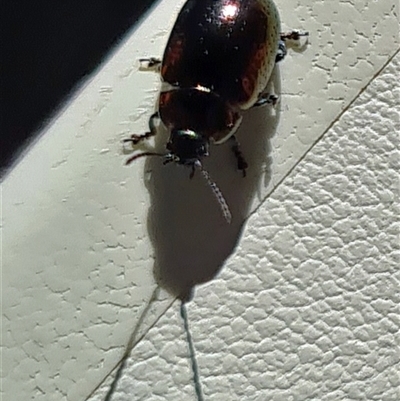 Chrysolina quadrigemina (Greater St Johns Wort beetle) at Yarralumla, ACT - 16 Oct 2025 by galah681