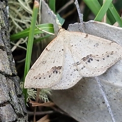 Unverified Moth (Lepidoptera) by trevorpreston