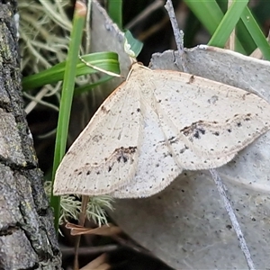 Unverified Moth (Lepidoptera) by trevorpreston