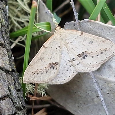 Unverified Moth (Lepidoptera) at  - suppressed by trevorpreston