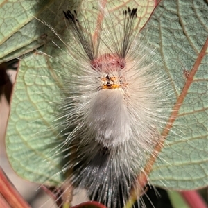 Unverified Anthelid moth (Anthelidae) at Yarralumla, ACT - 2 Oct 2025 by galah681