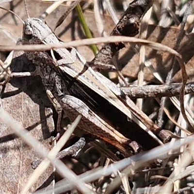 Cryptobothrus chrysophorus (Golden Bandwing) at Bungonia, NSW - Today by trevorpreston