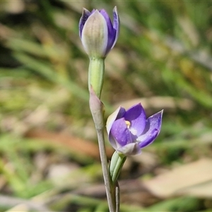 Unverified Orchid by trevorpreston