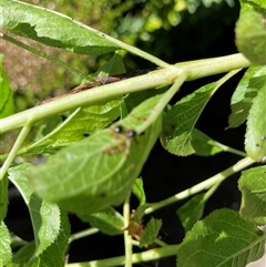 Aphididae (family) (Unidentified aphid) at Theodore, ACT - 18 Oct 2025 by Cardy