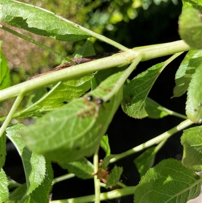 Aphididae (family) (Unidentified aphid) at Theodore, ACT - 18 Oct 2025 by Cardy