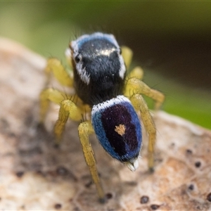 Maratus hesperus at Tennent, ACT - Today by patrickcox